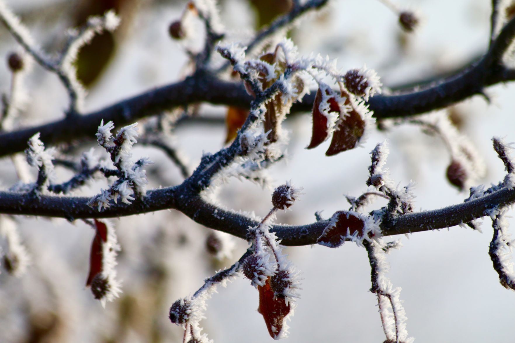Frosty morning